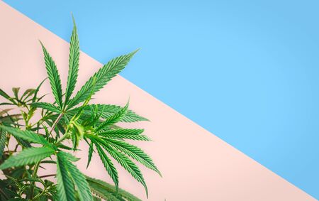 Indoor Cannabis plant, branches of marijuana on a pink blue background with copy spaceの写真素材