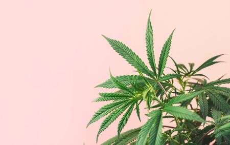 Indoor Cannabis plant, branches of marijuana on a pink background with copy spaceの写真素材