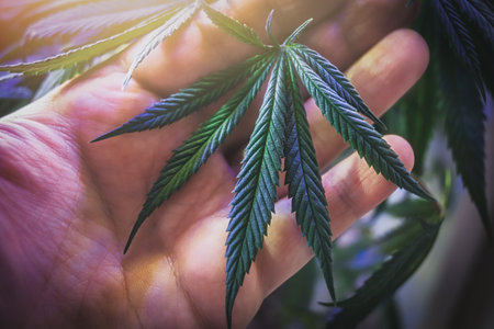 Overhead shot of Hand holding young Cannabis leaf grown indoorsの写真素材