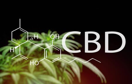 CBD Cannabidiol chemical structure Formula against cannabis plant, medical marijuana conceptの写真素材