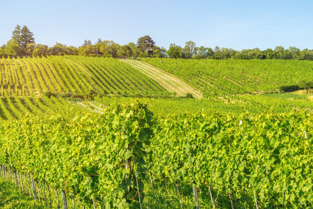 Vineyard rows of the City of Vienna Austria in the northern Grinzing area
