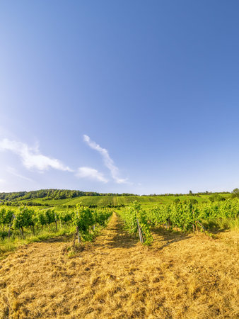 Wide angle view Vineyard rows of the City of Vienna Austria in the northern Grinzing area