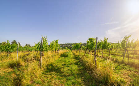 Wide angle view Vineyard rows of the City of Vienna Austria in the northern Grinzing areaの写真素材