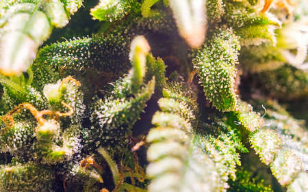 Close up Macro of female Cannabis flower with a high production of cannabinoid resinの写真素材