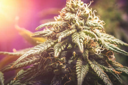 Close up Macro of female Cannabis flower with a high production of cannabinoid resinの写真素材