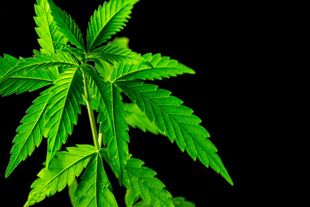 Young medical cannabis plant close up isolated on black background