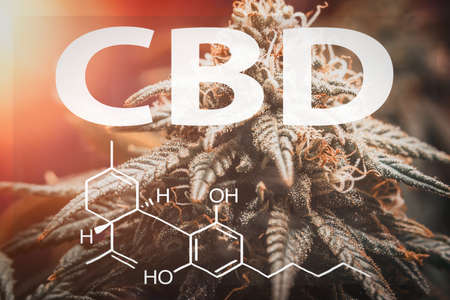 CBD Cannabidiol chemical structure Formula against cannabis plant, medical marijuana conceptの写真素材