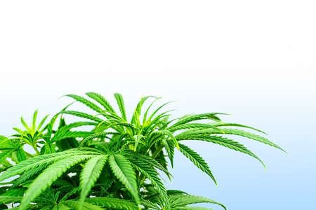 Leafs of Cannabis Plant Isolated on White Background with copy spaceの写真素材