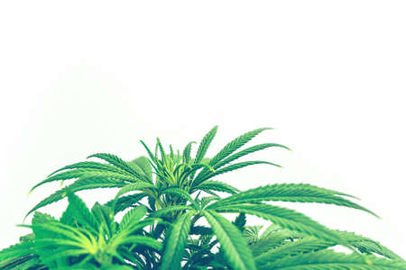 Leafs of Cannabis Plant Isolated on White Background with copy spaceの写真素材