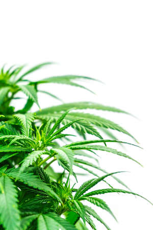 Leafs of Cannabis Plant Isolated on White Background with copy spaceの写真素材