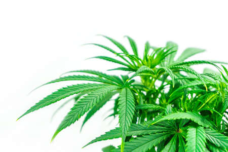 Leafs of Cannabis Plant Isolated on White Background with copy spaceの写真素材