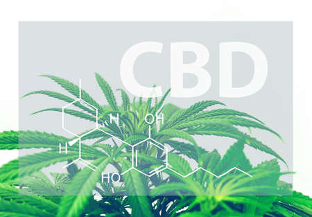 CBD Cannabidiol chemical structure Formula against cannabis plant, medical marijuana conceptの写真素材