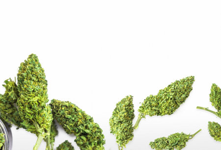 Marijuana flower buds close up on white background, medical or recreational marijuana conceptの写真素材