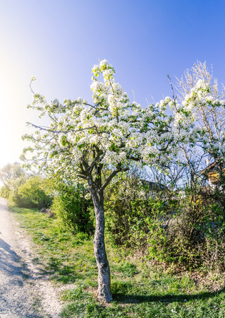 Blooming cherry tree at spring garden bright blue sky background.の写真素材