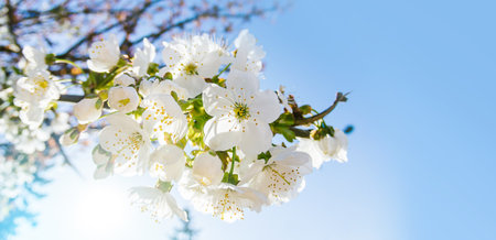 Blooming cherry branch at spring garden bright blue sky background.の写真素材