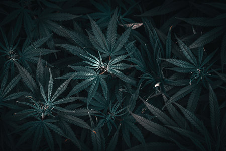 Dark toned Full frame overhead shot of Medical Cannabis leafsの写真素材