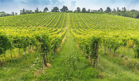 Large Vineyard hill in the Western part of Vienna Austria, urban agricultureの写真素材