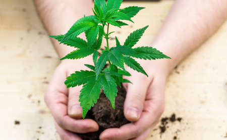 Hand holding pile of soil with Cannabis seedling prepare for transplant to larger potの写真素材