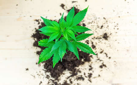 Pile of soil with cannabis sprout seedling Girl scout cookies strain on wooden tableの写真素材