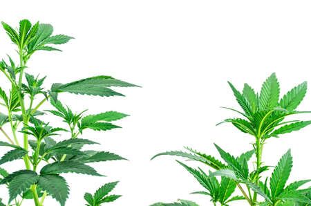 Leafy cannabis plants isolated on white with copy spaceの写真素材