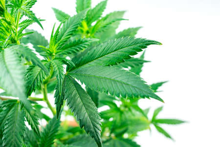 Overhead shot of cannabis plant leaf against white backgroundの写真素材