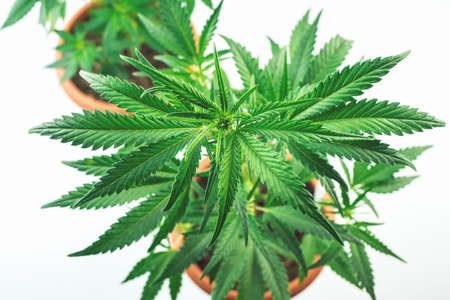 Overhead shot of Cannabis plants in pots against white backdropの写真素材