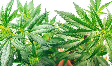 Full frame Overhead shot of Cannabis plants in pots against white backdropの写真素材