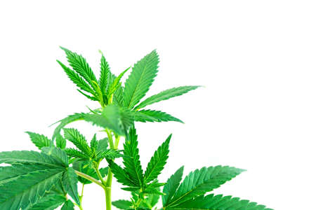 Leafy cannabis plant isolated on white with copy spaceの写真素材