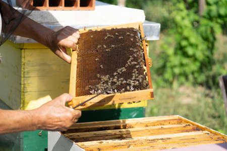 Beekeeper inspecting a hive, holding hive frame full with honeybeesの写真素材
