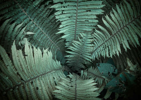 Full frame of green Fern leafs natural backgroundの写真素材