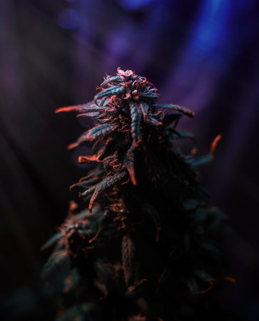 Marijuana plant at flowering stage against dark backgroundの写真素材