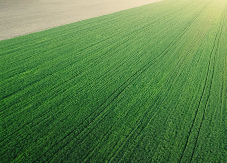 Aerial photography of young wheat field and arable crop land , natural backgroundの写真素材