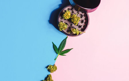 Cannabis flower buds Medical Marijuana leafs and grinder on pink blue background