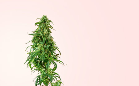 Indoor Cannabis plant, branch of marijuana on a pink background with copy spaceの写真素材
