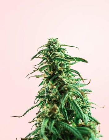 Indoor Cannabis plant, branch of marijuana on a pink background with copy spaceの写真素材