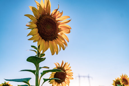 Sunflowers field rows in summer at golden hour sunsetの写真素材