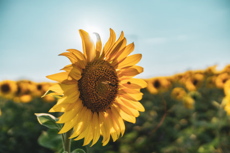 Sunflowers field rows in summer at golden hour sunsetの写真素材
