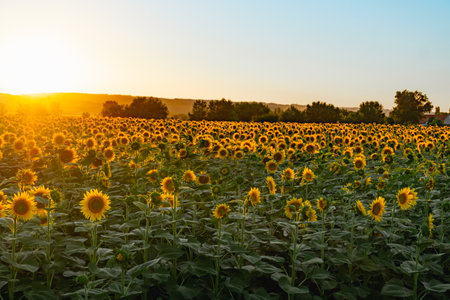 Sunflowers field rows in summer at golden hour sunsetの写真素材