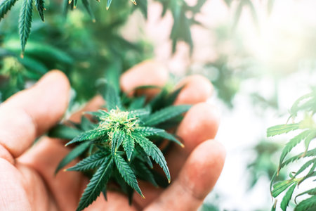 Hand holding Indoor Cannabis plant, branch of marijuana on a white backgroundの写真素材