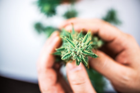 Hand holding Indoor Cannabis plant, branch of marijuana on a white background