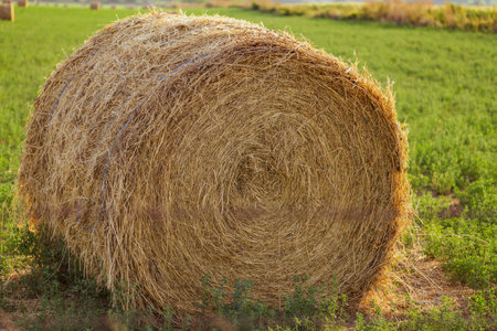 Evening landscape of straw hay bales on green field at sunset. Rural natureの写真素材