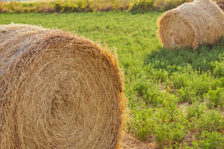 Evening landscape of straw hay bales on green field at sunset. Rural natureの写真素材