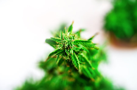 Indoor Cannabis plant, branch of marijuana on a white backgroundの写真素材