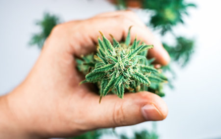 Hand holding Indoor Cannabis plant, branch of marijuana on a white backgroundの写真素材