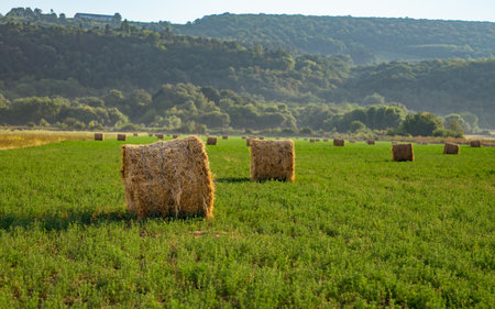 Evening landscape of straw hay bales on green field at sunset. Rural natureの写真素材