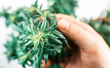 Hand holding Indoor Cannabis plant, branch of marijuana on a white backgroundの写真素材