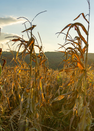 Yellow ripe corn on stalks for harvest in agricultural cultivated field for animal fodderの写真素材