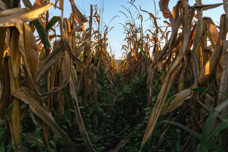 Yellow ripe corn on stalks for harvest in agricultural cultivated field for animal fodderの写真素材