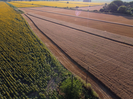 Drone aerial shot of agricultural field with Sunflowers and ripe Wheatの写真素材