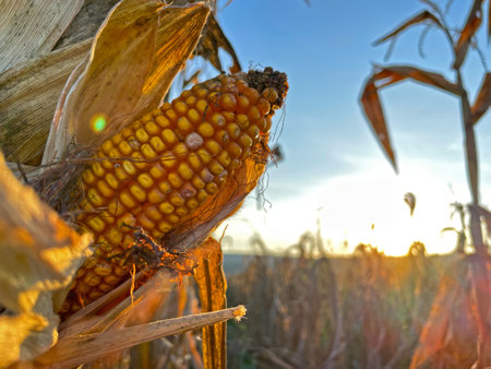 Close-up yellow ripe corn on stalks for harvest in agricultural cultivated fieldの写真素材